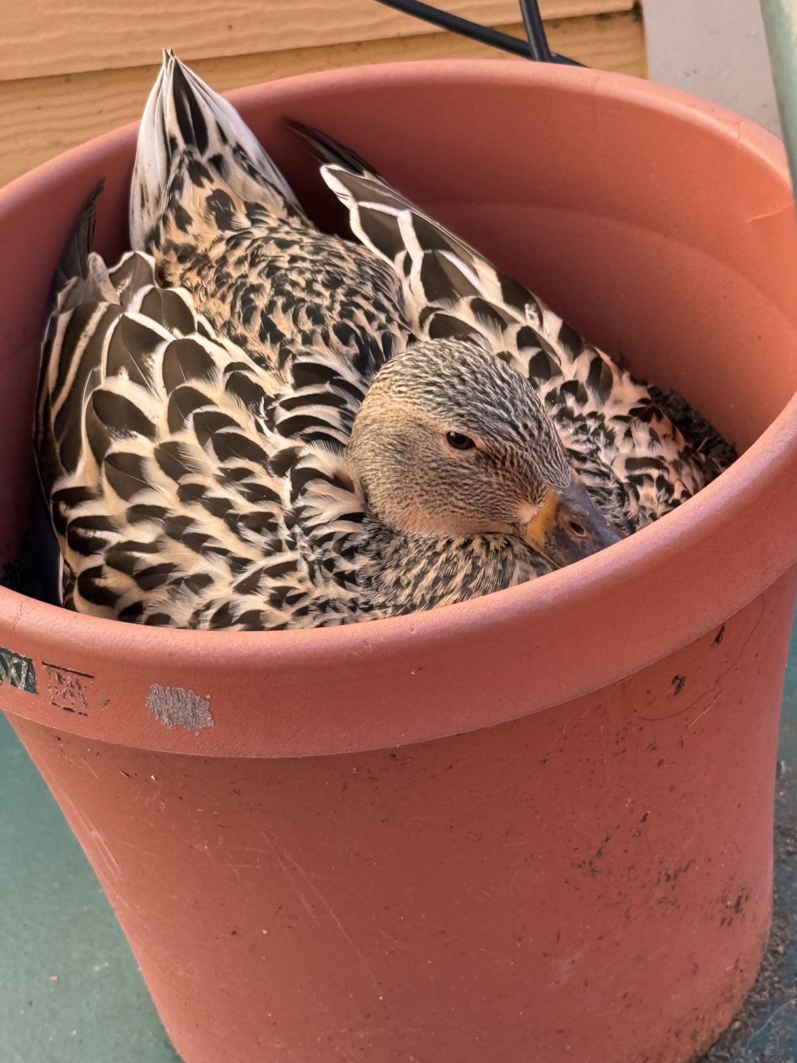 Duck nesting in a flower pot